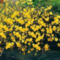 Jasminum sieboldianum,Winter flowered jasmine
